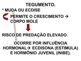 * MUDA OU ECDISE TEGUMENTO. PERMITE O CRESCIMENTO    CORPO MOLE RISCO DE PREDAÇÃO ELEVADO. OCORRE POR INFLUÊNCIA HORMONAL   ECDISONA (ESTIMULA) E HORMÔNIO JUVENIL (INIBE). 