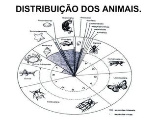 DISTRIBUIÇÃO DOS ANIMAIS. 