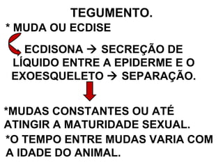 TEGUMENTO. * MUDA OU ECDISE ECDISONA    SECREÇÃO DE LÍQUIDO ENTRE A EPIDERME E O EXOESQUELETO    SEPARAÇÃO. *MUDAS CONSTANTES OU ATÉ ATINGIR A MATURIDADE SEXUAL. *O TEMPO ENTRE MUDAS VARIA COM A IDADE DO ANIMAL. 
