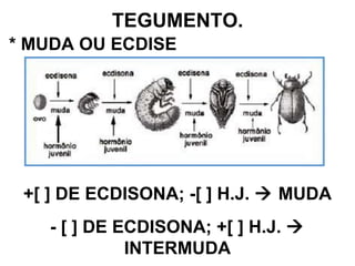 TEGUMENTO. * MUDA OU ECDISE +[ ] DE ECDISONA; -[ ] H.J.    MUDA - [ ] DE ECDISONA; +[ ] H.J.    INTERMUDA 