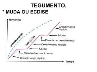 TEGUMENTO. * MUDA OU ECDISE 