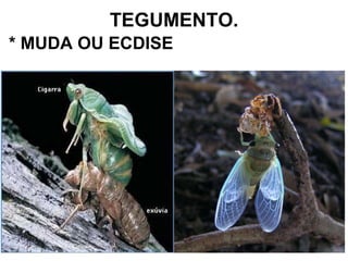 TEGUMENTO. * MUDA OU ECDISE 
