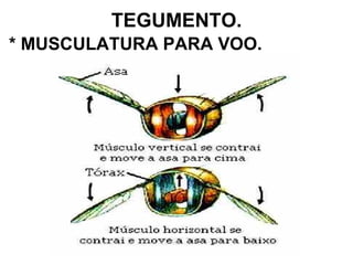 TEGUMENTO. * MUSCULATURA PARA VOO. 