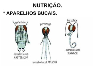 NUTRIÇÃO. * APARELHOS BUCAIS. 