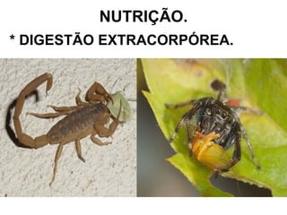 NUTRIÇÃO. * DIGESTÃO EXTRACORPÓREA. 