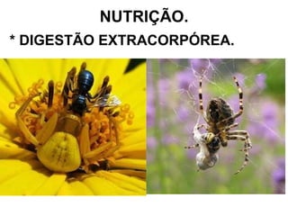 NUTRIÇÃO. * DIGESTÃO EXTRACORPÓREA. 