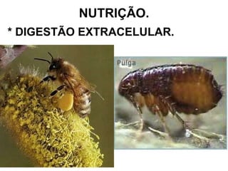 NUTRIÇÃO. * DIGESTÃO EXTRACELULAR. 