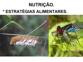 NUTRIÇÃO. * ESTRATÉGIAS ALIMENTARES. 