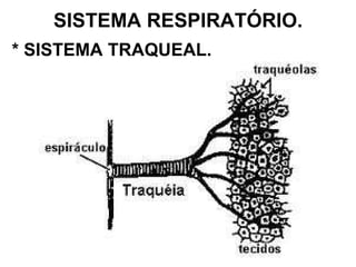 SISTEMA RESPIRATÓRIO. * SISTEMA TRAQUEAL. 