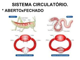 SISTEMA CIRCULATÓRIO. * ABERTOxFECHADO 