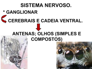 SISTEMA NERVOSO. * GANGLIONAR CEREBRAIS E CADEIA VENTRAL. ANTENAS; OLHOS (SIMPLES E COMPOSTOS) 