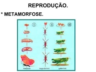 REPRODUÇÃO. * METAMORFOSE. 
