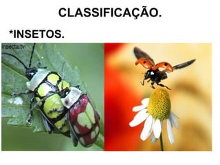 CLASSIFICAÇÃO. *INSETOS. 