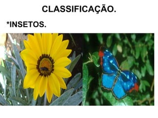 CLASSIFICAÇÃO. *INSETOS. 