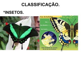 CLASSIFICAÇÃO. *INSETOS. 
