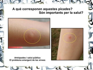 A què corresponen aquestes picades? Són importants per la salut? Artròpodes i salut pública El problema emergent de les xinxes 