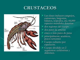 CRUSTACEOS Las clases incluyen cangrejos, camarones, langostas, bálanos, isópodos, etc; 44,000 especies mundiales descritas  dos regiones del cuerpo  dos pares de antenas  cinco o más pares de patas  principalmente acuáticos, pocos terrestres Cuerpo cubierto por caparazón. Cuerpo dividido en 2 segmentos: cefalotórax y abdomen. 
