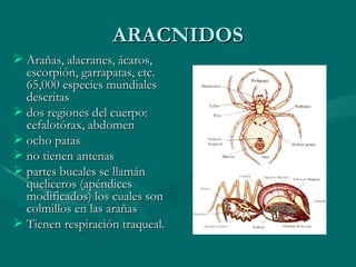 ARACNIDOS Arañas, alacranes, ácaros, escorpión, garrapatas, etc. 65,000 especies mundiales descritas  dos regiones del cuerpo: cefalotórax, abdomen  ocho patas  no tienen antenas  partes bucales se llamán queliceros (apéndices modificados) los cuales son colmillos en las arañas  Tienen respiración traqueal. 