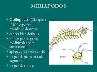 MIRIAPODOS Quilópodos   (Ciempiés) 2,800 especies mundiales descritas  cabeza bien definida  primer par de patas modificadas para envenenación  aplanado de arriba abajo  un par de patas en cada segmento  un par de antenas 