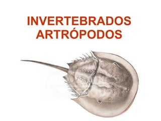 INVERTEBRADOS ARTRÓPODOS 