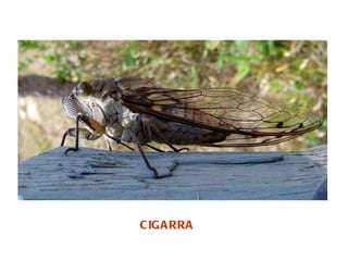 CIGARRA 