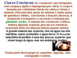 Classe Crustacea:   Os crustáceos são artrópodes com carapaça rígida e impregnada por cálcio. O corpo é formado por cefalotórax (fusão da cabeça e tórax) e abdome. Possuem dois pares de antenas e vários pares de apêndices bífidos, com formas e funções diversas. A respiração é branquial e a excreção é realizada por  glândulas verdes . A maioria dos crustáceos é dióica, embora algumas espécies possam ser monóicas, ocorrendo tanto fecundação interna quanto externa.   A grande maioria das espécies vive na água (na orla marítima, mares profundos e água doce). O  Porcellio  (tatuzinho-de-jardim) é uma das poucas espécies que vivem longe da água, mas em ambientes úmidos.  Fazem parte deste grupo os camarões, lagostas, siris, caranguejos e outros.   