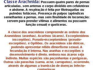 Classe Arachnida:  Possuem quatro pares de pernas articuladas, sem antenas e corpo dividido em cefalotórax e abdome. A respiração é feita por filotraquéias ou pulmões foliáceos. Presença de palpos (apêndices semelhantes a pernas, mas sem finalidade de locomoção; servem para prender vítimas e alimentos ou possuem função sexual) e quelíceras.  A classe dos aracnídeos compreende as ordens dos Araneídeos (aranhas), Acarinos (ácaros), Escorpionídeos (escorpiões), Pseudo-escorpionídeos (pseudo-escorpiões), e Opiliões. Os aracnídeos são dióicos, podendo apresentar nítido dimorfismo sexual. A fecundação é interna. Nas aranhas e escorpiões o desenvolvimento é direto, embora nos ácaros seja indireto. Muitas espécies são peçonhentas e perigosas. Outras são parasitas (sarna, acne, carrapatos), ocorrendo, através de algumas a tramissão de doenças infecto-contagiosas. 