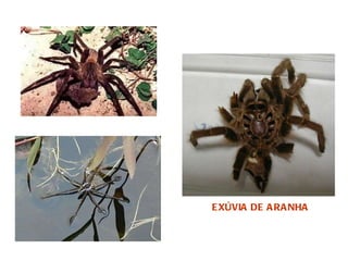 EXÚVIA DE ARANHA 