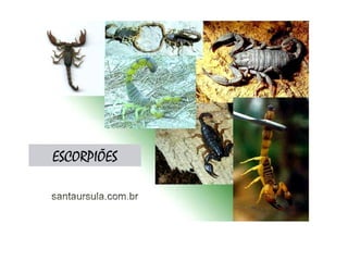 ESCORPIÕES 