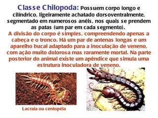 Classe Chilopoda:  Possuem corpo longo e cilíndrico, ligeiramente achatado dorsoventralmente, segmentado em numerosos anéis, nos quais se prendem as patas (um par em cada segmento).  A divisão do corpo é simples, compreendendo apenas a cabeça e o tronco. Há um par de antenas longas e um aparelho bucal adaptado para a inoculação de veneno, com ação muito dolorosa mas raramente mortal. Na parte posterior do animal existe um apêndice que simula uma estrutura inoculadora de veneno.                                                                                            Lacraia ou centopéia 