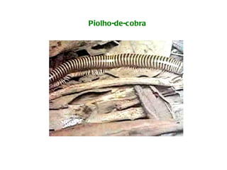 Piolho-de-cobra 