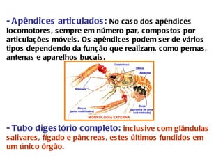 - Apêndices articulados:  No caso dos apêndices locomotores, sempre em número par, compostos por articulações móveis. Os apêndices podem ser de vários tipos dependendo da função que realizam, como pernas, antenas e aparelhos bucais. - Tubo digestório completo:   inclusive com glândulas salivares, fígado e pâncreas, estes últimos fundidos em um único órgão. 