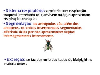 - Sistema respiratório:  a maioria com respiração traqueal; entretanto os que vivem na água apresentam respiração branquial. - Segmentação:   os artrópodos são, além dos anelídeos, os únicos invertebrados segmentados, diferindo deles por não apresentarem septos intersegmentares internamente. - Excreção:  se faz por meio dos tubos de Malpighi, na maioria deles.   