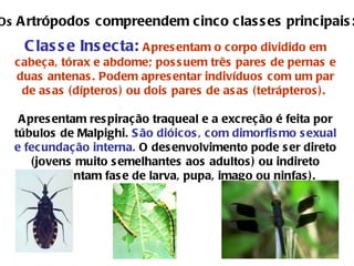 Classe Insecta:   Apresentam o corpo dividido em cabeça, tórax e abdome; possuem três pares de pernas e duas antenas. Podem apresentar indivíduos com um par de asas (dípteros) ou dois pares de asas (tetrápteros).  Apresentam respiração traqueal e a excreção é feita por túbulos de Malpighi.  São dióicos, com dimorfismo sexual e fecundação interna.  O desenvolvimento pode ser direto (jovens muito semelhantes aos adultos) ou indireto (apresentam fase de larva, pupa, imago ou ninfas).  Os  Artrópodos compreendem cinco classes principais: 