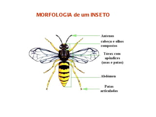 MORFOLOGIA de um INSETO 