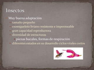  Muy buena adaptación
 tamaño pequeño
 exoesqueleto liviano resistente e impermeable
 gran capacidad reproductora
 diversidad de estructuras

 piezas bucales, formas de respiración
 diferentes estados en su desarrollo ciclos vitales cortos

 