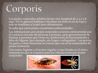  Los piojos corporales adultos tienen una longitud de 2.3 a 3.6

mm. Por lo general habitan e incuban sus huevos en la ropa y
solo se trasladan a la piel para alimentarse.
 Se sabe que estos piojos transmiten enfermedades.
 Las infestaciones por piojos corporales ocurren comúnmente por
el contacto cercano de persona a persona, pero generalmente se
limitan a personas que viven en condiciones de hacinamiento y
falta de higiene (por ejemplo, sin hogar o refugiados). Los perros,
los gatos y otras mascotas no tienen que ver en la transmisión de
piojos humanos.
 Una mejor higiene y el acceso regular a ropa limpia es el único
tratamiento que se requiere para las infestaciones por piojos
corporales.

 