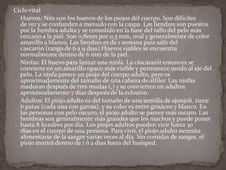 Ciclo vital
 Huevos: Nits son los huevos de los piojos del cuerpo. Son difíciles
de ver y se confunden a menudo con la caspa. Las liendres son puestos
por la hembra adulta y se consolidó en la base del tallo del pelo más
cercano a la piel. Son 0,8mm por 0,3 mm, oval y generalmente de color
amarillo a blanco. Las liendres es de 1 semana para salir del
cascarón (rango de 6 a 9 días).Huevos viables se encuentra
normalmente dentro de 6 mm de la piel.
 Ninfas: El huevo para lanzar una ninfa. La cáscaranit entonces se
convierte en un amarillo opaco más visible y permanece unido al eje del
pelo. La ninfa parece un piojo del cuerpo adulto, pero es
aproximadamente del tamaño de una cabeza de alfiler. Las ninfas
maduran después de tres mudas (,) y se convierten en adultos
aproximadamente 7 días después de la eclosión.
 Adultos: El piojo adulto es del tamaño de una semilla de ajonjolí, tiene
6 patas (cada una con garras), y su color es entre grisáceo y blanco. En
las personas con pelo oscuro, el piojo adulto se parece más oscuro. Las
hembras son generalmente más grandes que los machos y puede poner
hasta 8 liendres por día. Los piojos adultos pueden vivir hasta 30
días en el cuerpo de una persona. Para vivir, el piojo adulto necesita
alimentarse de la sangre varias veces al día. Sin comidas de sangre, el
piojo morirá dentro de 1 ó 2 días fuera del huésped.

 