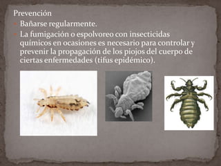 Prevención
 Bañarse regularmente.
 La fumigación o espolvoreo con insecticidas
químicos en ocasiones es necesario para controlar y
prevenir la propagación de los piojos del cuerpo de
ciertas enfermedades (tifus epidémico).

 