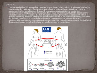 Ciclo vital
 Los piojos del pubis (Phthirus pubis) tiene tres etapas: huevo, ninfa y adulto. Los huevos(liendres) se
colocan sobre un eje del pelo. Las hembras ponen unos 30 huevos durante su ciclo de vida de 34 semanas. Los huevos eclosionan después de una semana y se convierten en ninfas, que
parecen versiones más pequeñas delos adultos. Estas pasan por tres mudas (,,) antes de convertirse
en adultos. Los adultos son de 1.5-2.0 mm de largo y aplanado. Los adultos se encuentran sólo en el
huésped humano y requieren de sangre humana para sobrevivir. Si los adultos se ven obligados fuera
del huésped, morirán en el plazo de 24-48 horas sin comer sangre. Los piojos púbicos se
transmiten de persona a persona más comúnmente a través del contacto sexual, aunque fómites (ropa
de cama, prendas de vestir)pueden jugar un papel menor en su transmisión.

 