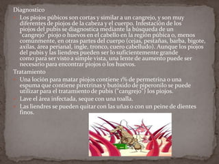 Diagnostico
 Los piojos púbicos son cortas y similar a un cangrejo, y son muy
diferentes de piojos de la cabeza y el cuerpo. Infestación de los
piojos del pubis se diagnostica mediante la búsqueda de un
"cangrejo" piojo o huevos en el cabello en la región púbica o, menos
comúnmente, en otras partes del cuerpo (cejas, pestañas, barba, bigote,
axilas, área perianal, ingle, tronco, cuero cabelludo). Aunque los piojos
del pubis y las liendres pueden ser lo suficientemente grande
como para ser visto a simple vista, una lente de aumento puede ser
necesario para encontrar piojos o los huevos.
Tratamiento
 Una loción para matar piojos contiene 1% de permetrina o una
espuma que contiene piretrinas y butóxido de piperonilo se puede
utilizar para el tratamiento de pubis ("cangrejo") los piojos.
 Lave el área infectada, seque con una toalla.
 Las liendres se pueden quitar con las uñas o con un peine de dientes
finos.

 