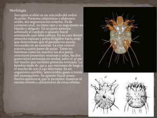 Morfología
 Sarcoptes scabiei es un arácnido del orden
Acarino. Presenta cefalotórax y abdomen
unido, sin segmentación externa. Es de
contorno oval, no tiene ojos y su tegumento es
blando y delgado. En su parte anterior
sobresale el capítulo o aparato bucal
semejando una falsa cabeza. En su cara dorsal
presenta espinas y pelos dirigidos hacia atrás
que determinan que el parásito no pueda
retroceder en su caminar. La cara ventral
soporta cuatro pares de patas. Tanto en
hembras como en machos los dos pares
anteriores presentan ventosas y uñas, las dos
posteriores terminan en cerdas, salvo el 4º par
del macho que también presenta ventosas. La
hembra mide de 330 a 450 micrones de largo y
el macho de 200 a 240 micrones. Es un
organismo aerobio, intercambia gases a través
del exoesqueleto. Su aparato bucal posee
fuertes quelíceros que le permiten masticar el
estrato córneo y alimentarse de estas células.

 