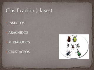  INSECTOS
 ARACNIDOS
 MIRIÁPODOS
 CRUSTACEOS

 