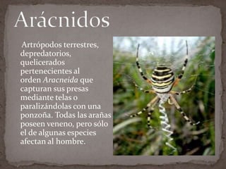 Artrópodos terrestres,
depredatorios,
quelicerados
pertenecientes al
orden Aracneida que
capturan sus presas
mediante telas o
paralizándolas con una
ponzoña. Todas las arañas
poseen veneno, pero sólo
el de algunas especies
afectan al hombre.

 