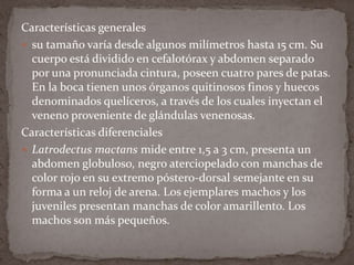 Características generales
 su tamaño varía desde algunos milímetros hasta 15 cm. Su
cuerpo está dividido en cefalotórax y abdomen separado
por una pronunciada cintura, poseen cuatro pares de patas.
En la boca tienen unos órganos quitinosos finos y huecos
denominados quelíceros, a través de los cuales inyectan el
veneno proveniente de glándulas venenosas.
Características diferenciales
 Latrodectus mactans mide entre 1,5 a 3 cm, presenta un
abdomen globuloso, negro aterciopelado con manchas de
color rojo en su extremo póstero-dorsal semejante en su
forma a un reloj de arena. Los ejemplares machos y los
juveniles presentan manchas de color amarillento. Los
machos son más pequeños.

 