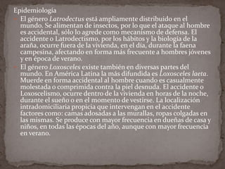 Epidemiología
 El género Latrodectus está ampliamente distribuido en el
mundo. Se alimentan de insectos, por lo que el ataque al hombre
es accidental, sólo lo agrede como mecanismo de defensa. El
accidente o Latrodectismo, por los hábitos y la biología de la
araña, ocurre fuera de la vivienda, en el día, durante la faena
campesina, afectando en forma más frecuente a hombres jóvenes
y en época de verano.
 El género Loxosceles existe también en diversas partes del
mundo. En América Latina la más difundida es Loxosceles laeta.
Muerde en forma accidental al hombre cuando es casualmente
molestada o comprimida contra la piel desnuda. El accidente o
Loxoscelismo, ocurre dentro de la vivienda en horas de la noche,
durante el sueño o en el momento de vestirse. La localización
intradomiciliaria propicia que intervengan en el accidente
factores como: camas adosadas a las murallas, ropas colgadas en
las mismas. Se produce con mayor frecuencia en dueñas de casa y
niños, en todas las épocas del año, aunque con mayor frecuencia
en verano.

 
