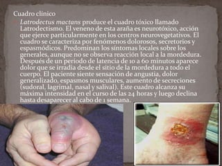 Cuadro clínico
 Latrodectus mactans produce el cuadro tóxico llamado
Latrodectismo. El veneno de esta araña es neurotóxico, acción
que ejerce particularmente en los centros neurovegetativos. El
cuadro se caracteriza por fenómenos dolorosos, secretorios y
espasmódicos. Predominan los síntomas locales sobre los
generales, aunque no se observa reacción local a la mordedura.
Después de un período de latencia de 10 a 60 minutos aparece
dolor que se irradia desde el sitio de la mordedura a todo el
cuerpo. El paciente siente sensación de angustia, dolor
generalizado, espasmos musculares, aumento de secreciones
(sudoral, lagrimal, nasal y salival). Este cuadro alcanza su
máxima intensidad en el curso de las 24 horas y luego declina
hasta desaparecer al cabo de 1 semana.

 