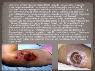  Loxosceles laeta produce el cuadro tóxico llamado Loxoscelismo. El veneno

posee un poderoso efecto necrotóxico y un violento poder hemolítico. El
cuadro se caracteriza por presentar siempre una lesión local en la mordedura y
con menor frecuencia por un compromiso general debido a una hemólisis
masiva intravascular. Estas manifestaciones reciben respectivamente el nombre
de Loxoscelismo cutáneo y Loxoscelismo cutáneo visceral. Tanto el
Loxoscelismo cutáneo como el cutáneo visceral tienen un comienzo similar
caracterizado por sensación de clavadura urente en el sitio de la mordedura. En
el Loxoscelismo cutáneo necrótico aparece en el curso de 24 a 48 horas una
placa violácea (placa livedoide) rodeada por un fuerte halo eritematoso y
edematoso, muy dolorosa, asentada en una base dura producto de la
infiltración inflamatoria, evolucionando a la gangrena seca que termina por
desprenderse en un lapso de 15 días o más. El Loxoscelismo cutáneo edematoso
se caracteriza por un edema de dimensiones extraordinarias con menor
componente de necrosis y eritema. Este cuadro es el de mejor pronóstico. En el
Loxoscelismo cutáneo los síntomas generales son poco frecuentes y de escasa
importancia.

 