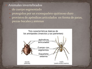  Animales invertebrados
 de cuerpo segmentado
 protegidos por un exoesqueleto quitinoso duro
 provistos de apéndices articulados en forma de patas,

piezas bucales y antenas

 