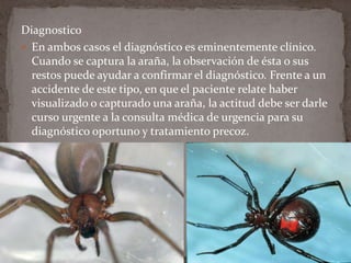 Diagnostico
 En ambos casos el diagnóstico es eminentemente clínico.
Cuando se captura la araña, la observación de ésta o sus
restos puede ayudar a confirmar el diagnóstico. Frente a un
accidente de este tipo, en que el paciente relate haber
visualizado o capturado una araña, la actitud debe ser darle
curso urgente a la consulta médica de urgencia para su
diagnóstico oportuno y tratamiento precoz.

 